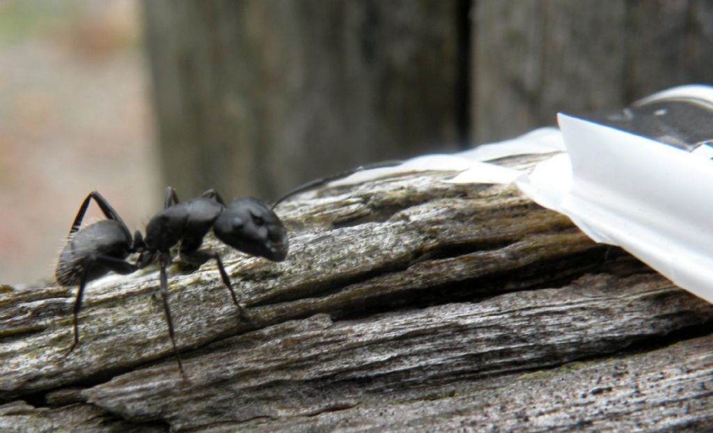 Io penso Camponotus: operaia di C. vagus, Formicidae.